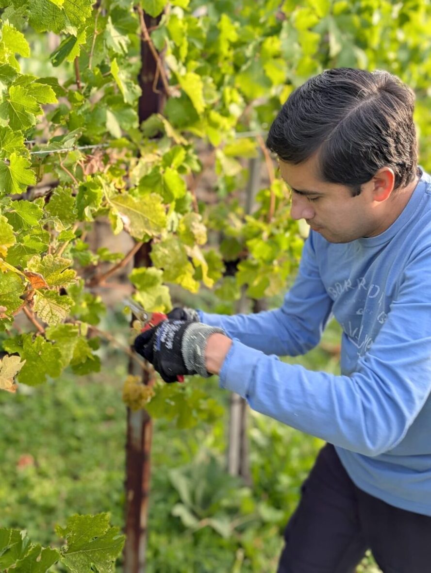 Weinlese1