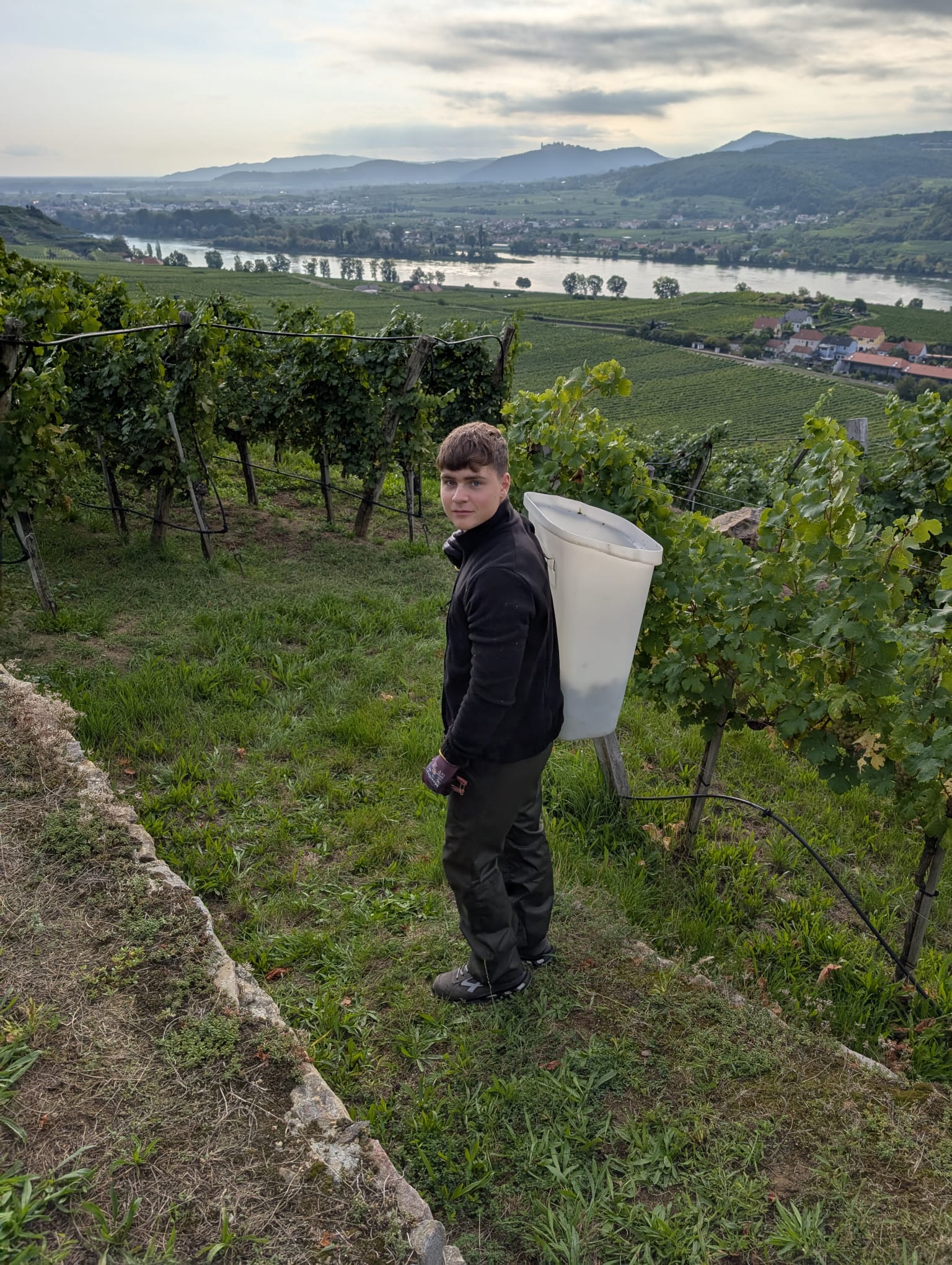 Weinlese3