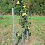 "Novembrabirne" - großfruchtigste europäische Birnensorte
